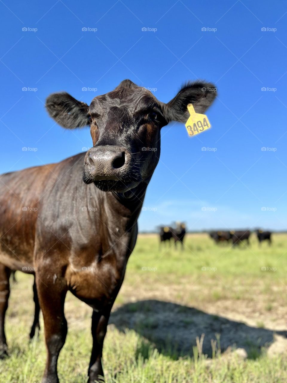 Tagged cow in foreground with rest of herd in the distance, in a countryside pasture 