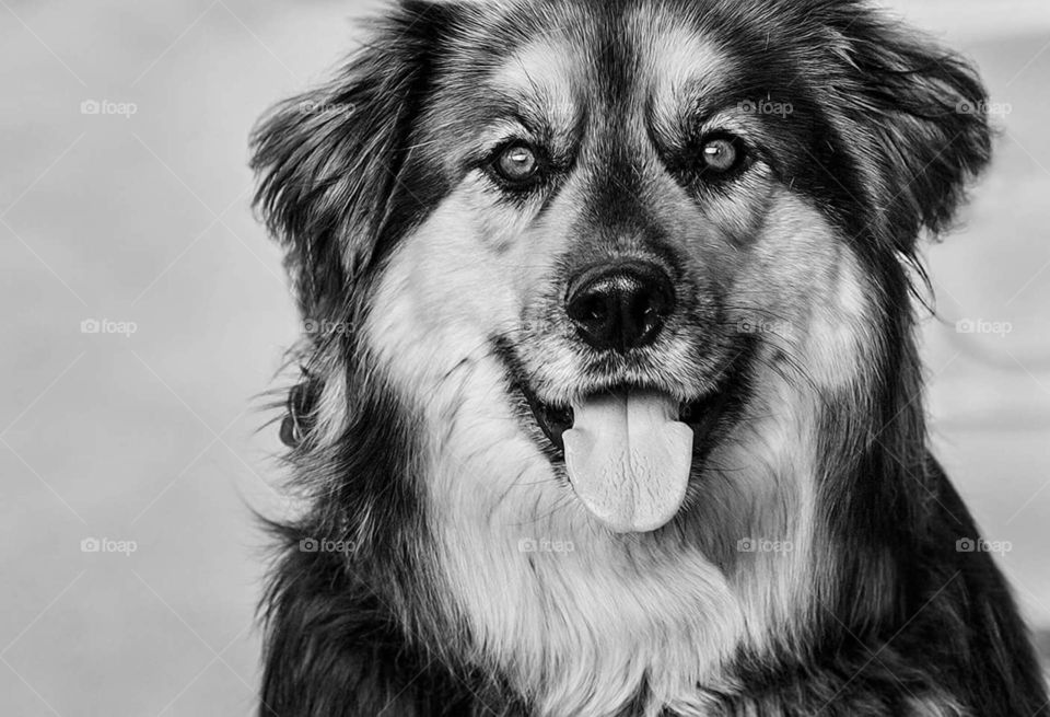 Dog, Canine, Portrait, Animal, Mammal