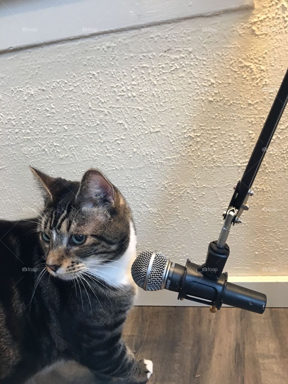 Cat and a microphone