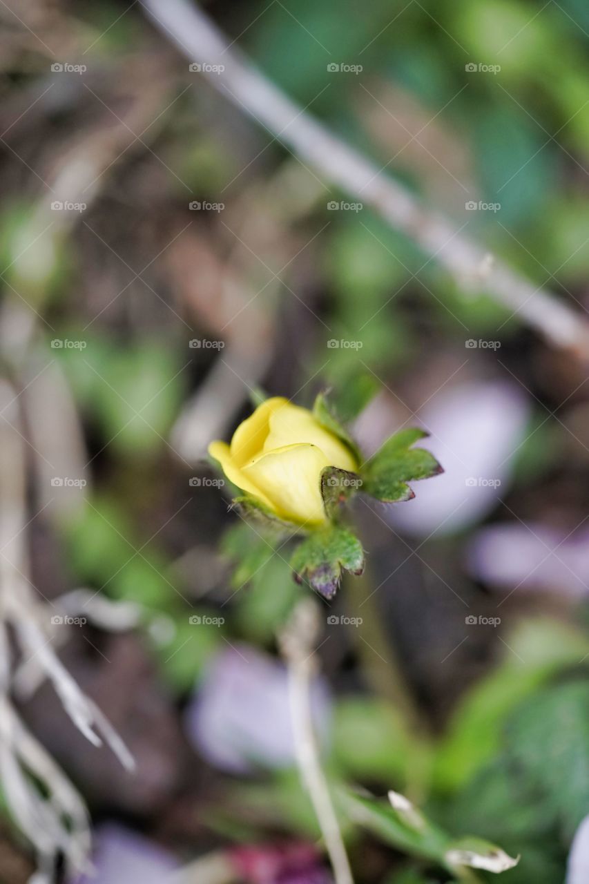Nature, Leaf, Flower, Outdoors, No Person