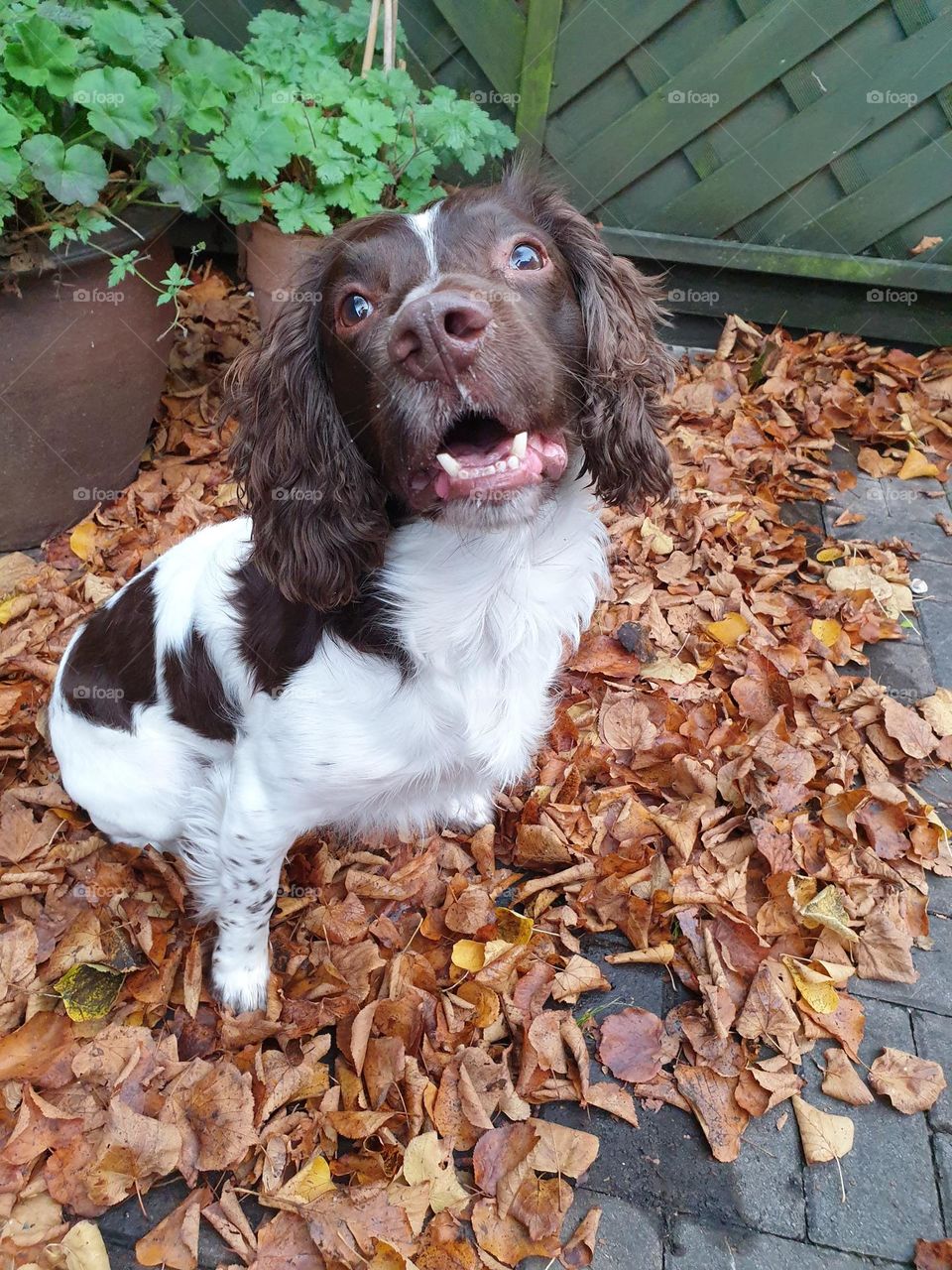 smiling springer spaniel amongst the leaves