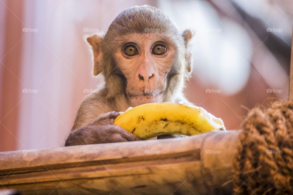 Monkey eating banana 