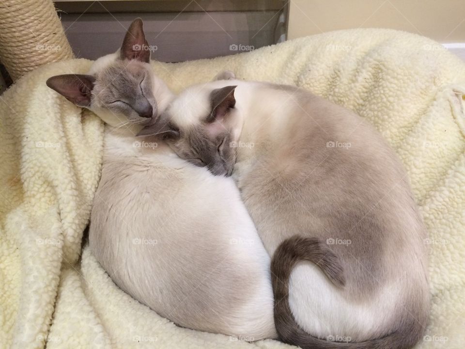 Siamese cats sleeping 