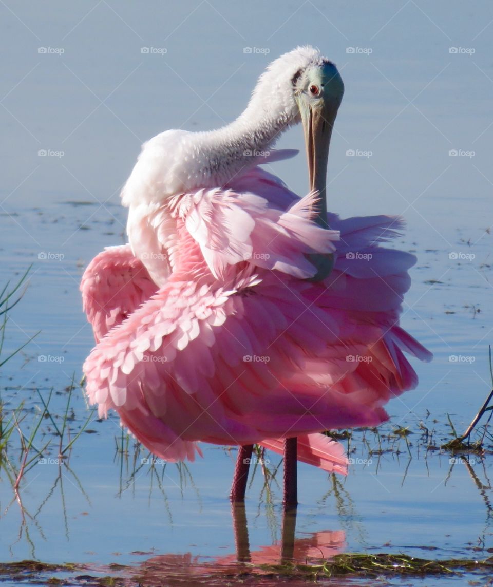 Pretty in Pink. Roseate spoonbill 