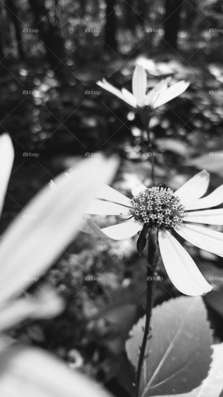Black and white picture of wild daisies on a hiking trail in the Appalachian Mountains.