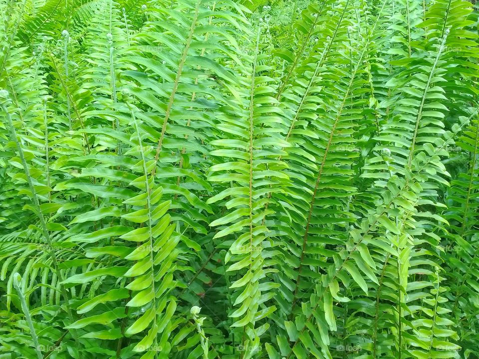 Fresh nephrolepis plants are green