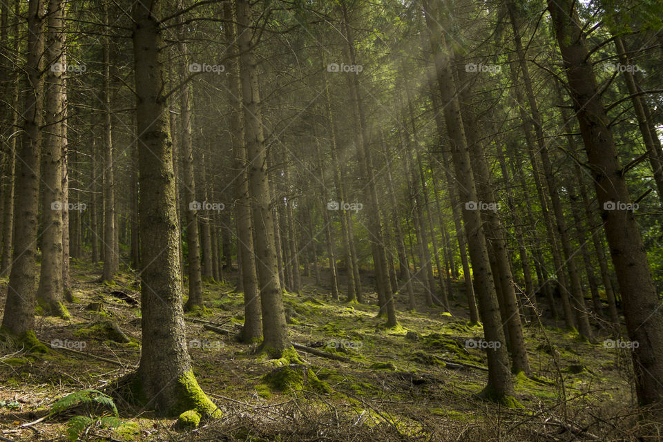 A portrait of a forest full of pine trees with rays of sun coming through the tree tops.