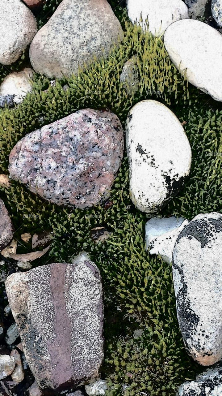 Moss and rocks