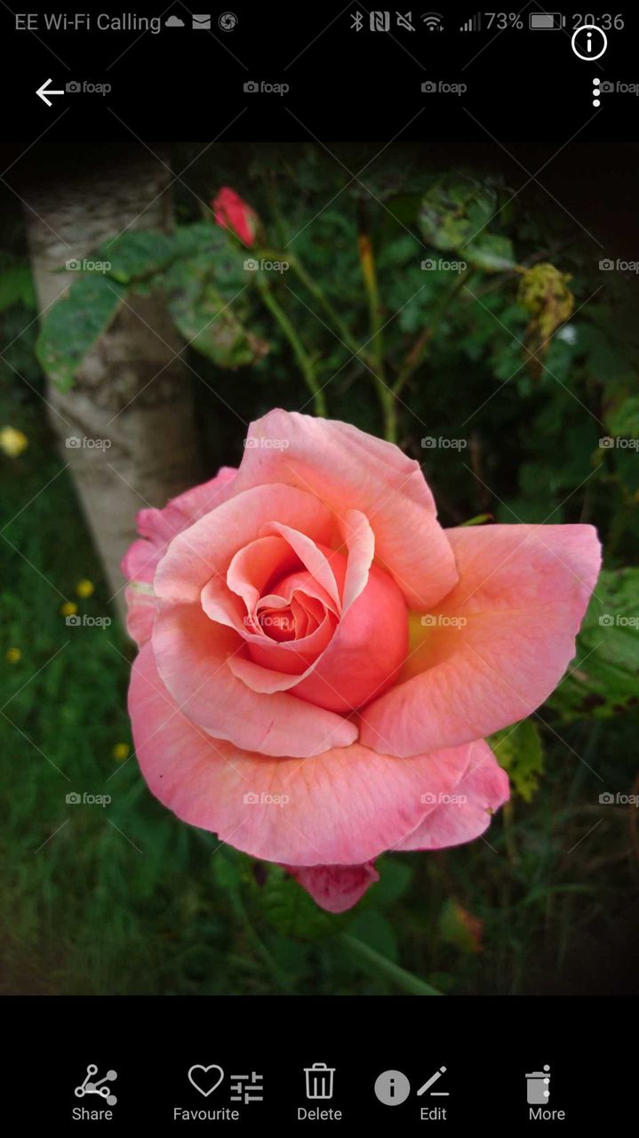 Pink rose wild