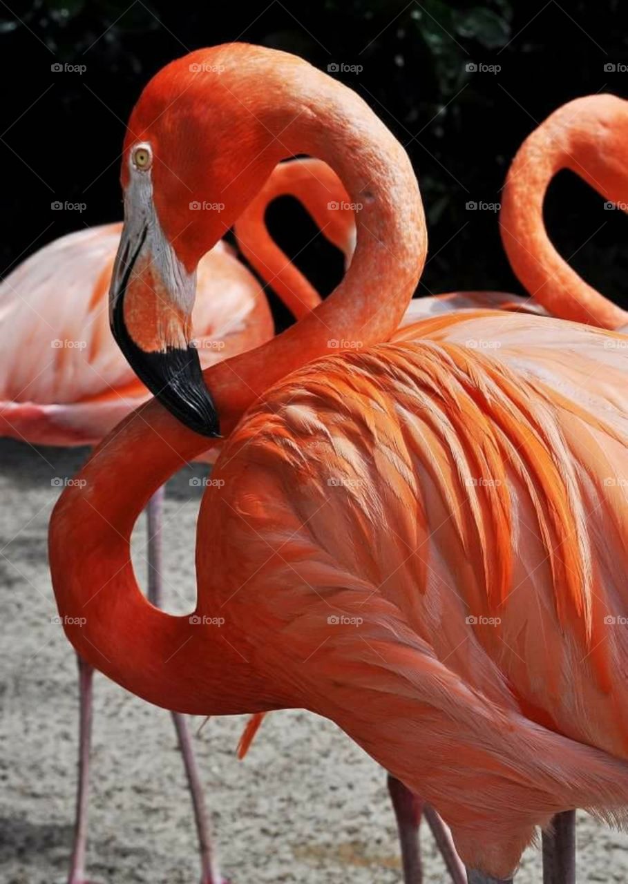 flamingo me pink