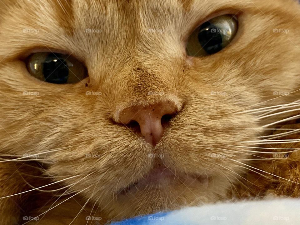 Close up of the face of a cute orange tabby cat