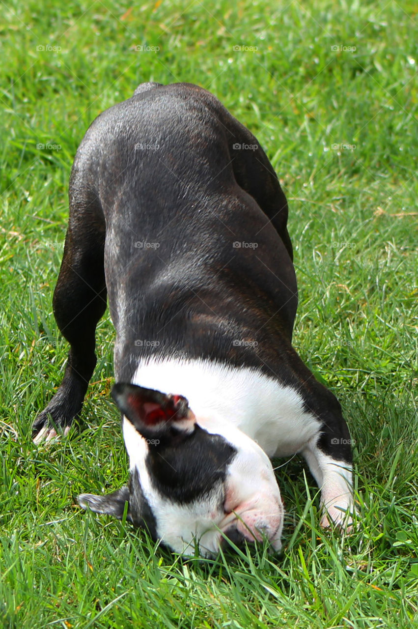 My Boston Terriers love to run and chase balls with each other and their humans. After a long run on a warm Spring day my one pup loves to roll in the fresh grass to cool off & rub the sweat and slobber from her face & body. 