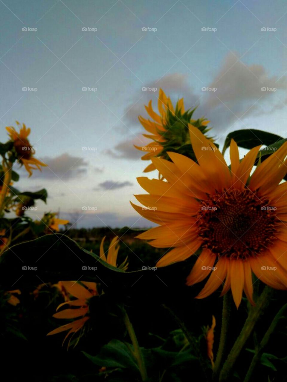 flower sun
