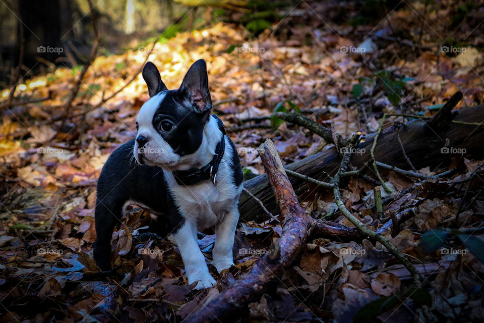 kleiner, wunderschöner Boston Terrier Welpe im Wald