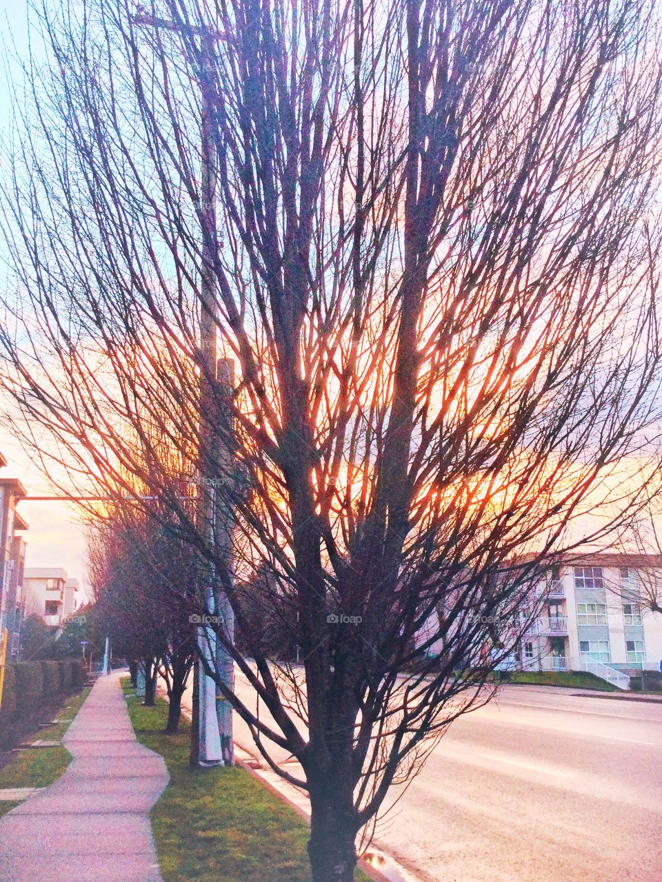 Tree along the street 