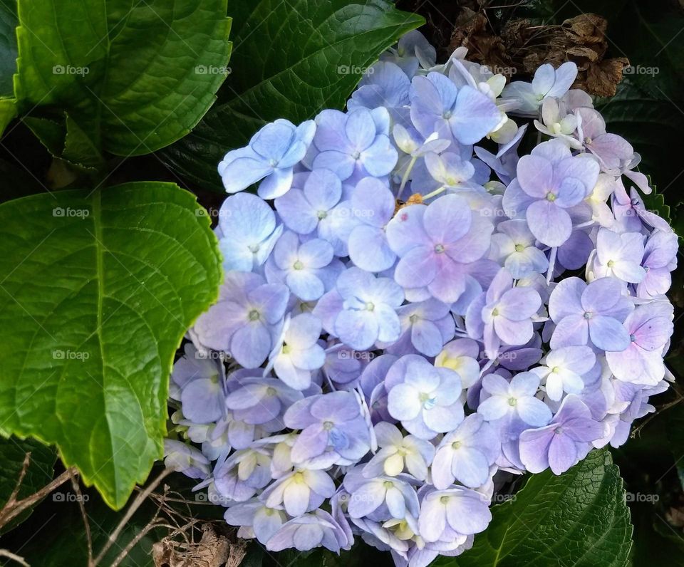 hydrangea