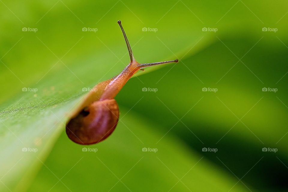 Life After Rain. The snails come out after a light rain and the colors are so vivid! ~Florida