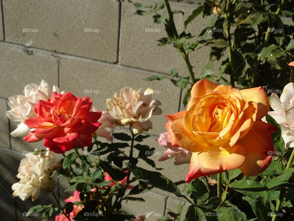 Different color roses blooming in the spring time.