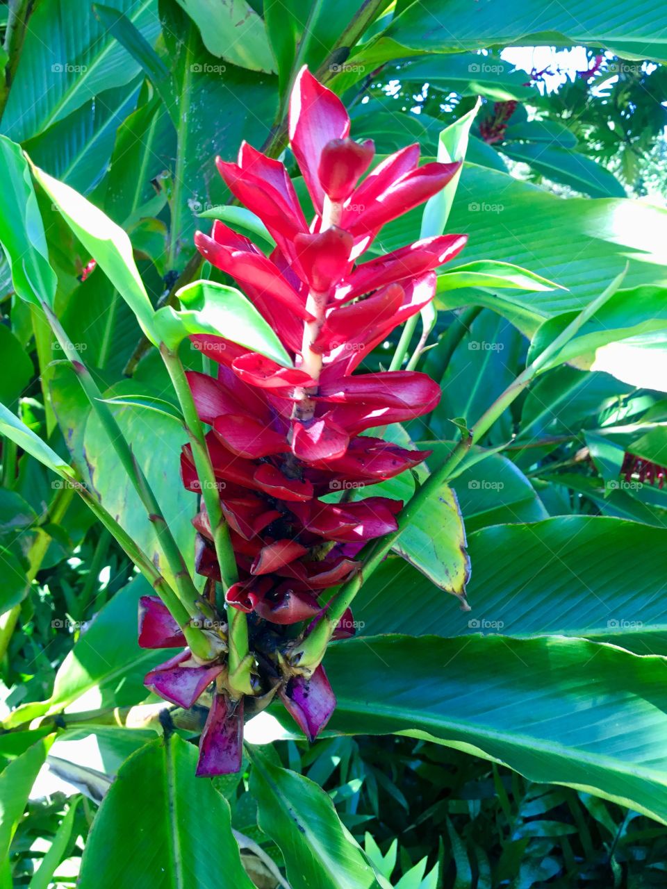 Red ginger in the sunlight