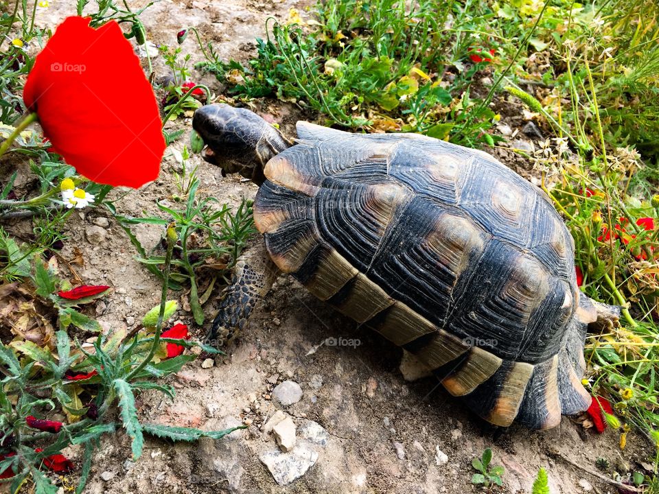 Tortoise and a poppy