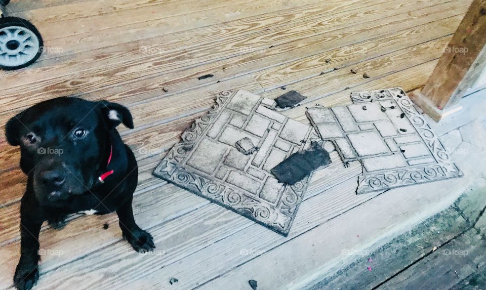 Guilty as charged! Barnabas the Bull Mastiff mix puppy destroyed the front porch decorative mat. 