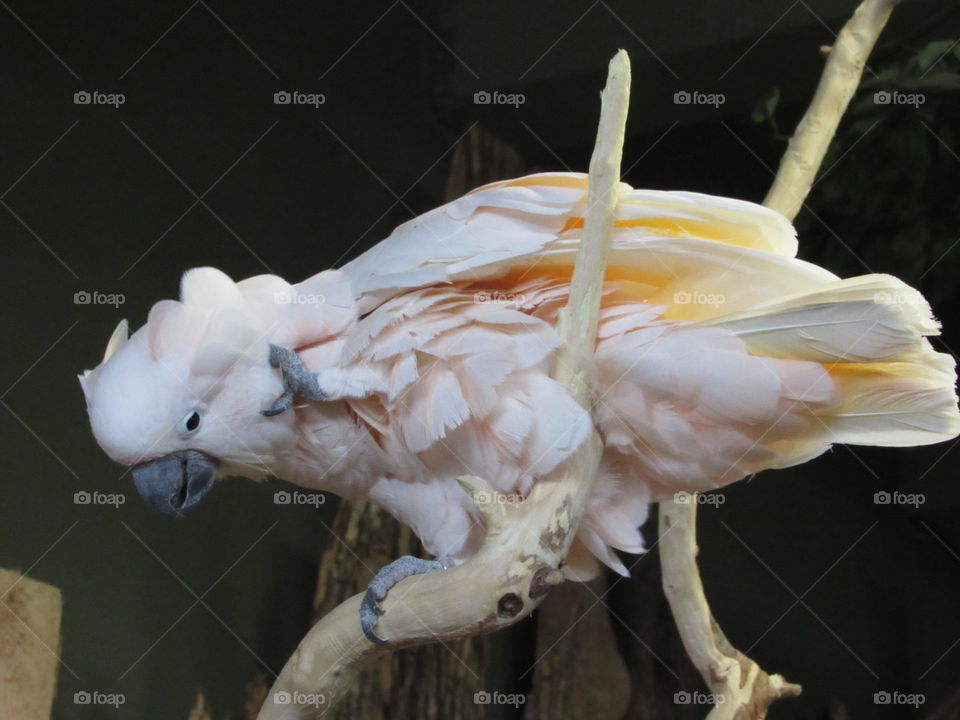 Bird at Bird Kingdom