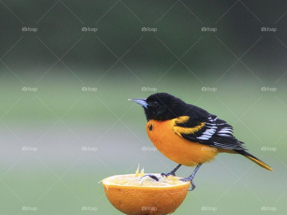 Baltimore oriole 