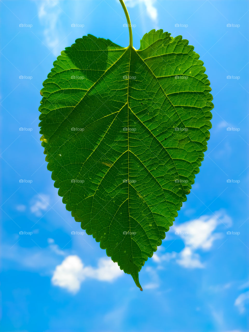 Mulberry green leaf on the background of blue sky