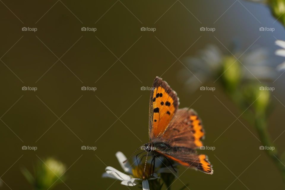 red butterfly 