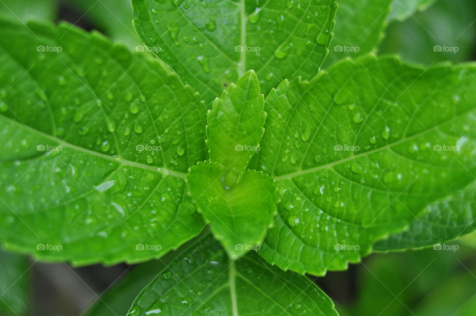 Green Leaves