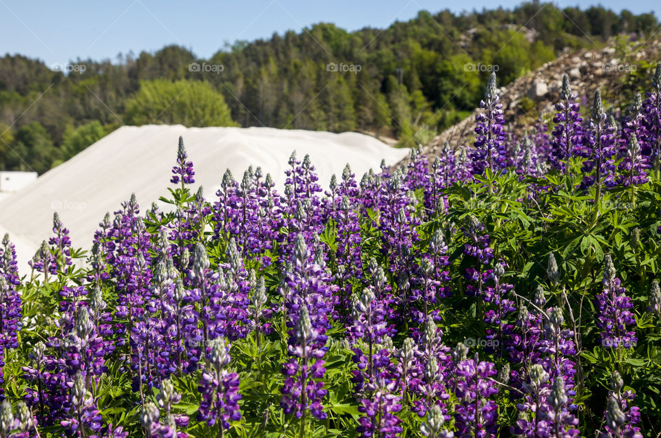 Growing lupine flowers