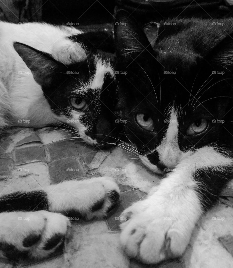 Two Cats with Three Eyes