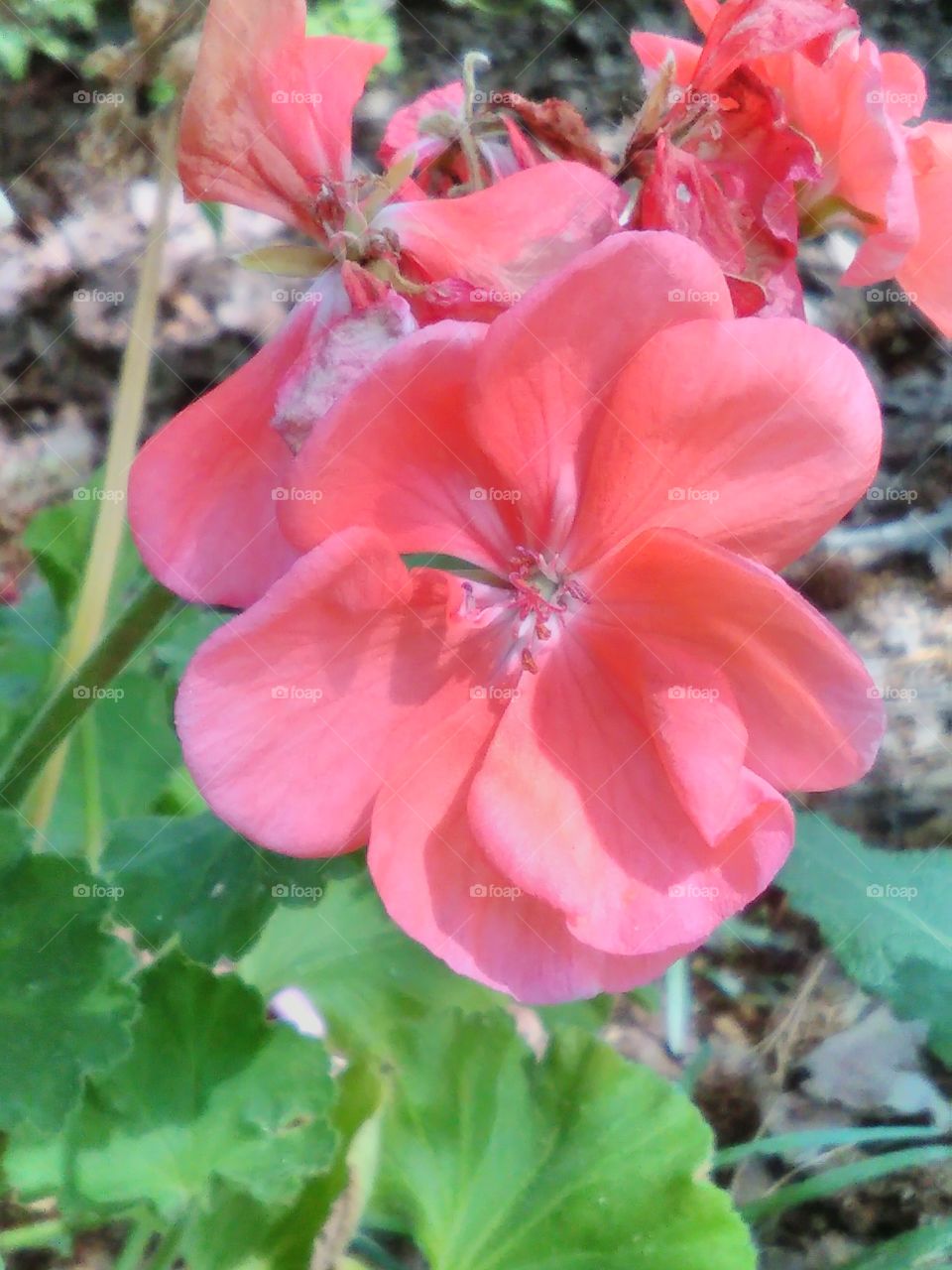 pretty red flower