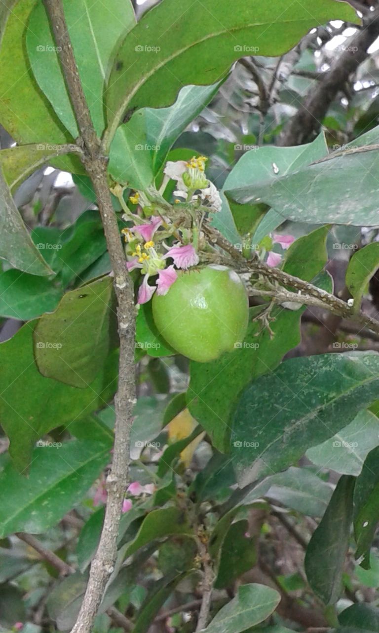 Fruit, Tree, Food, Nature, Leaf