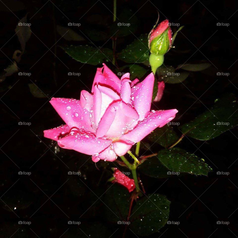 rain kissed pink rose