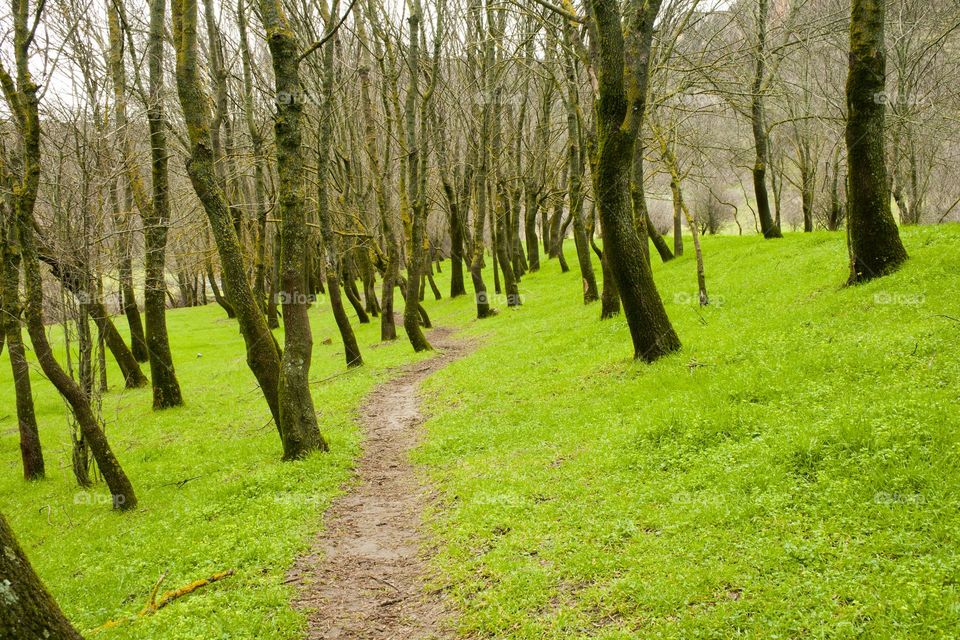 Path surrounded by a enchanted forest