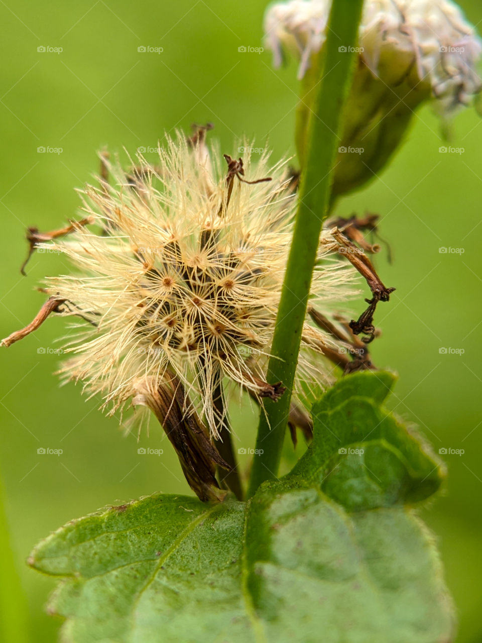 Shrub flowers that are already dry and ready to fly.  This shrub grows most in the tropics.