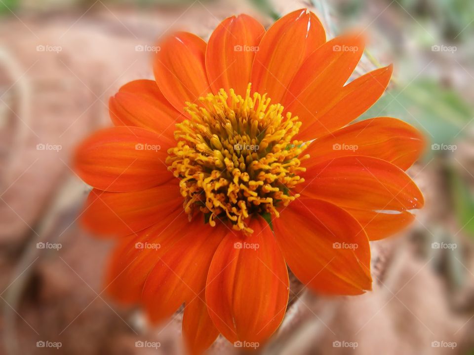 Close-up of orange flower