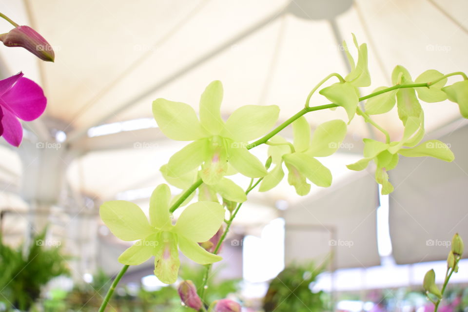 Orchid flowers in nursery shop at Diyatha Uyana, Sri Lanka.