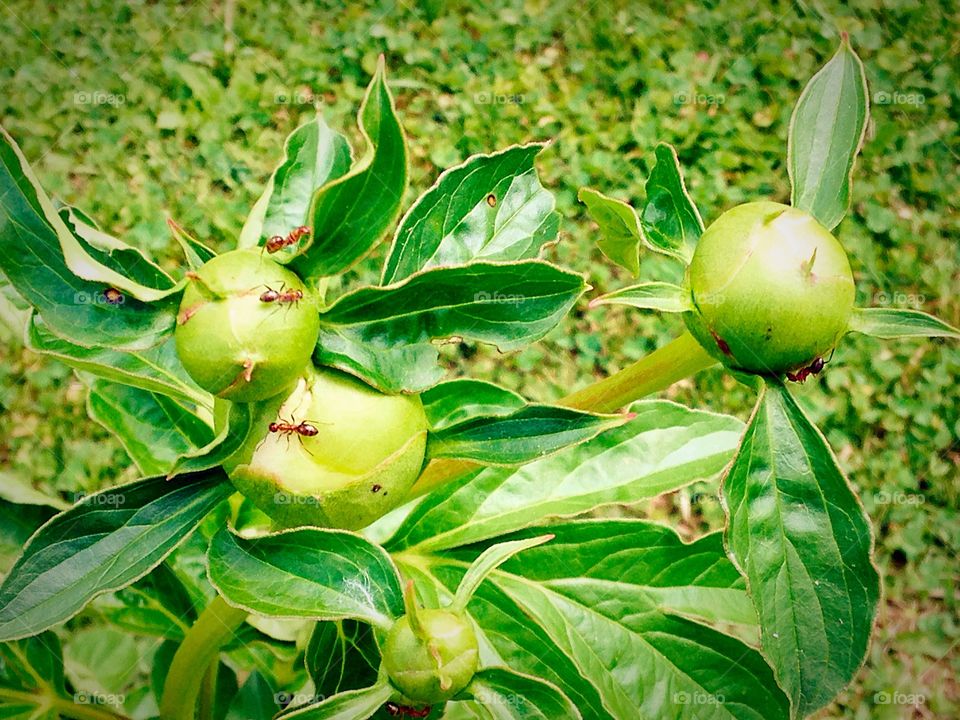 Ants on peony. Peony about to bloom 