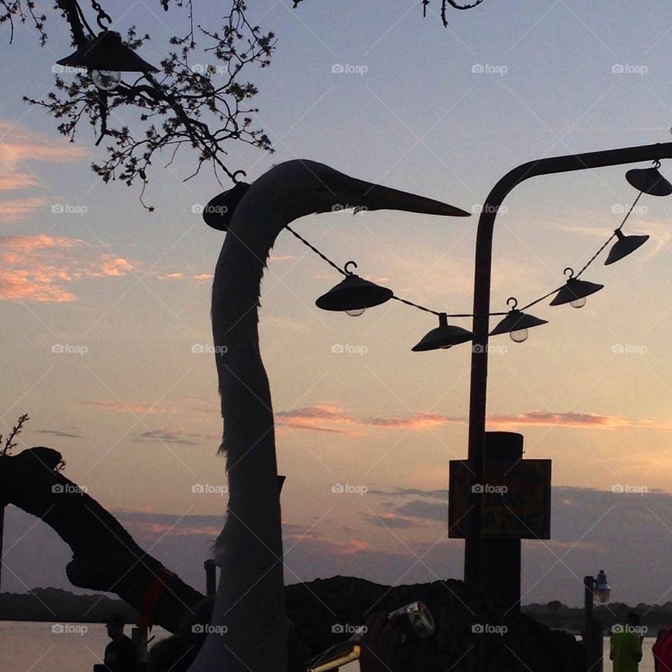 Great evening with a great egret. Florida