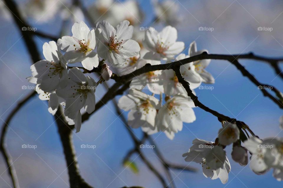 Cherry blossoms in bloom