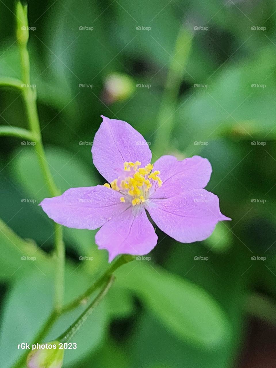 purple power passion in a garden