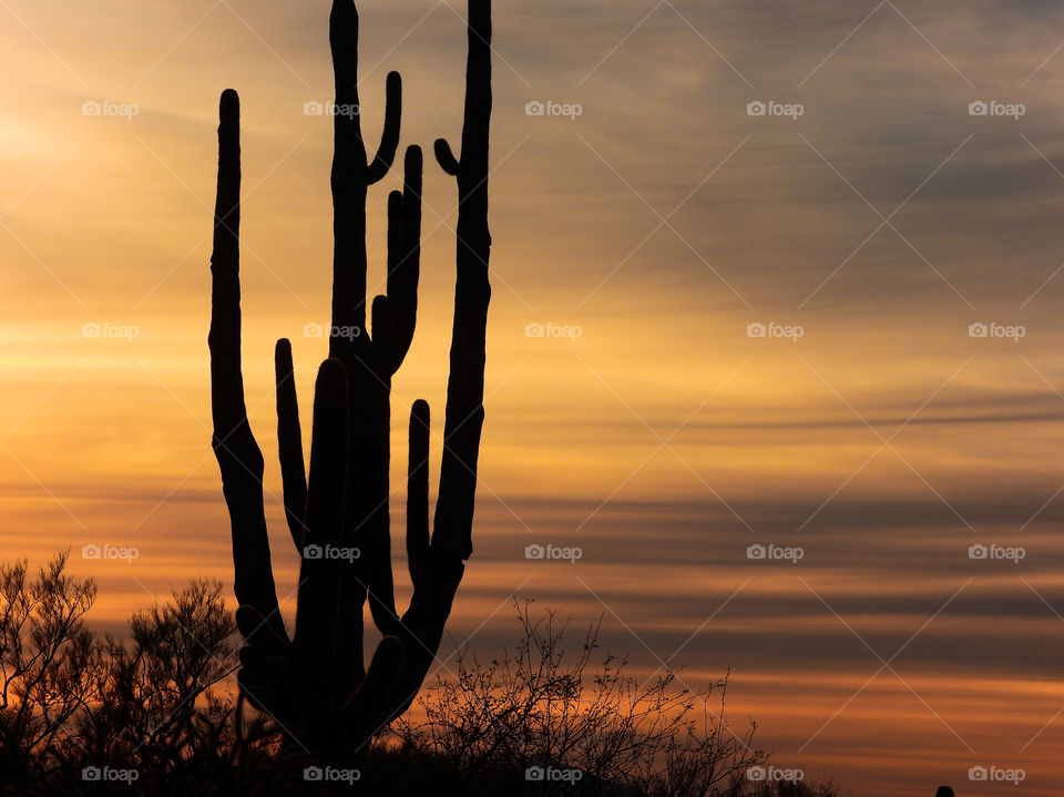 Silhouette of tall  cacti against the golden sky 