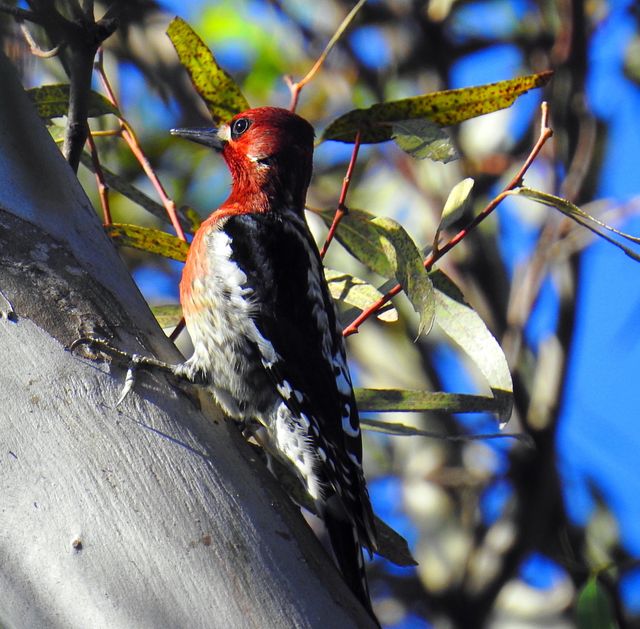 Woodpecker