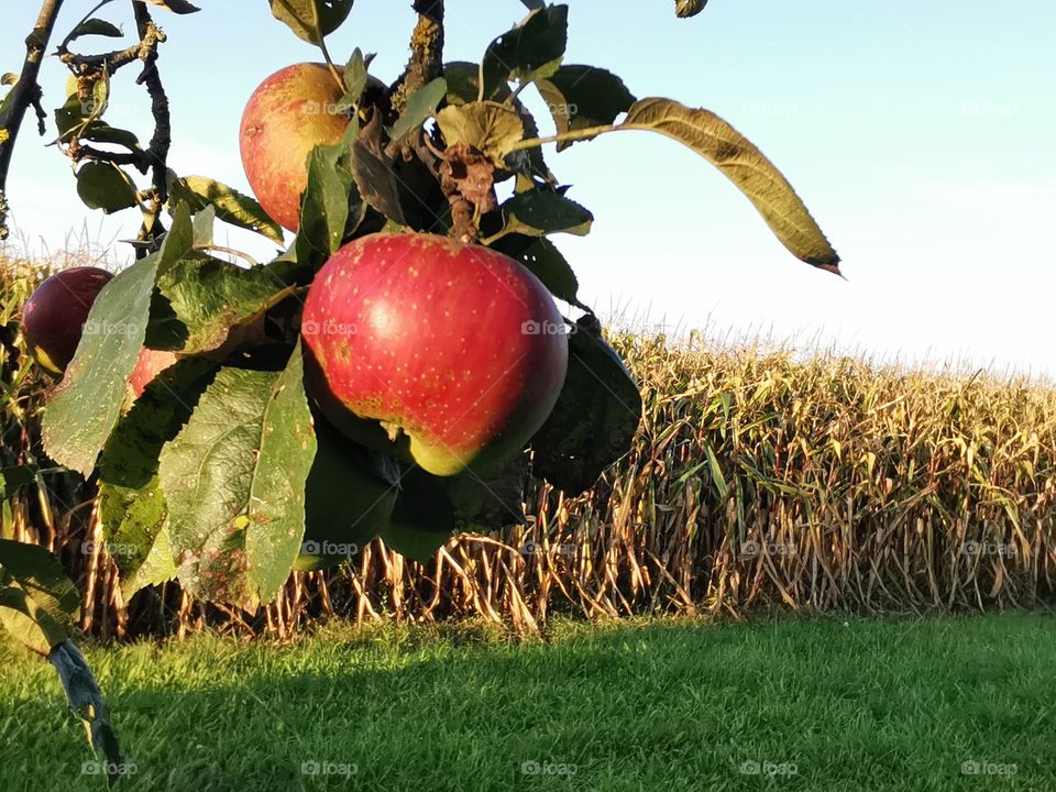 Red apples in front of a field