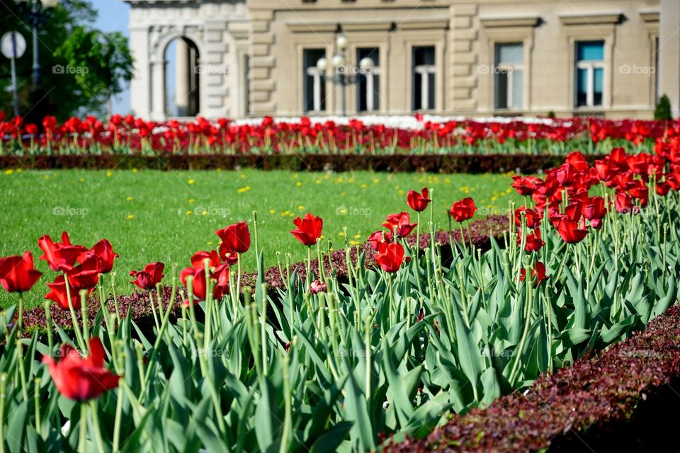 Tulips mesr beautiful building