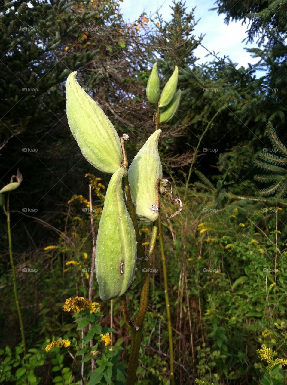 Milkweed Pods