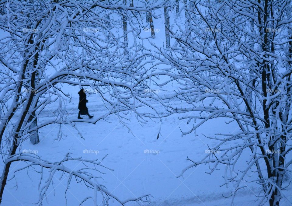 Winter, Snow, Cold, Tree, Frost