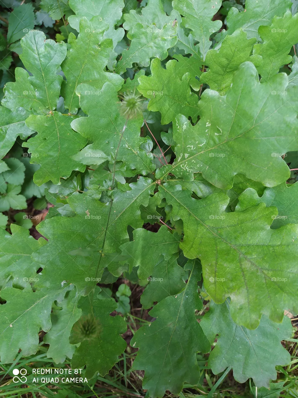 leaves